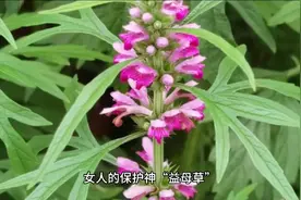 女人的保护神“益母草”，吃了保护子宫，美颜活血解毒消肿强免疫