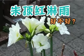 下雨了，能不能给朱顶红淋雨？土朱洋朱品种一样吗？