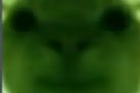 今天给大家发猫的表情包视频封面