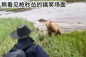 熊看见枪秒怂的搞笑十大名场面，熊:我跟你闹着玩的，别当真