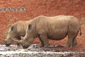 犀牛与犀牛鸟共生视频封面