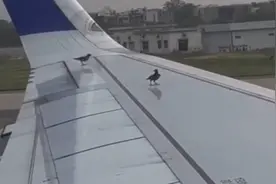 没听说过飞机有挂票啊hhh视频封面