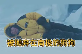 被人类抛弃在南极的狗狗独立生存的175个日夜