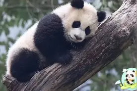 晚安，玛卡巴卡！晚安，姨姨叔叔！晚安，小熊宝宝！🐼💤视频封面