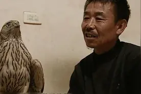 六旬东北老汉捕到一只鹰，熬鹰驯化后竟能替自己狩猎，实在太神奇