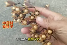 香椿树的种子“香铃子”原来价值这么高，赶紧来认识一下.视频封面