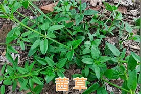 农村“茜草”的两大用途，值得你了解收藏视频封面