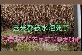 玉米都被水泡死了，没遭水灾的农民可能发财啦？视频封面