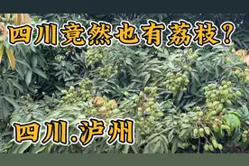 四川泸州千年荔城：竟然有荔枝？不是只有两广才有荔枝吗？视频封面