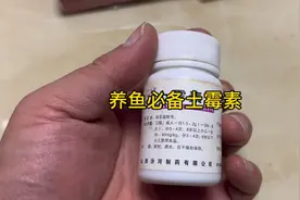 养鱼过程中的“万能神药”一土霉素视频封面