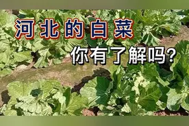 2024年河北什么时候种白菜，选什么品种好？农村谚语告诉你答案视频封面