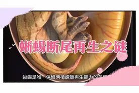 研究破解蜥蜴断尾再生之谜！未来人类软骨可以修复吗？视频封面