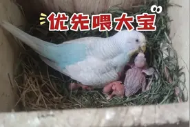 虎皮鹦鹉育雏期间的行为鸟爸和鸟妈的区别鸟妈真的不容易