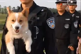 柯基警犬“福仔”巡逻街头尊享独特“背式”特警服务#福仔#视频封面