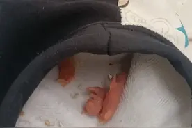 金丝熊生宝宝