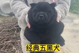 五黑狗：品种、特点与养护要点视频封面