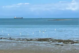 在海口第一次看到这么多的白鹭，很多游人惊呼这是海鸥，其实不然