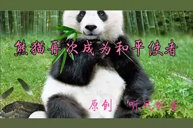 听风的蚕：熊猫将巴勒斯坦所有政治派别聚合签署《北京宣言》意义