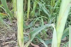 我国“最佳10强”玉米品种排行榜，亩产都超2000斤，值得视频封面