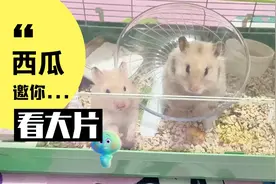 沉浸式投喂金丝熊吃小馒头