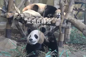 菜姐当吃播主后，瞌睡变多了视频封面