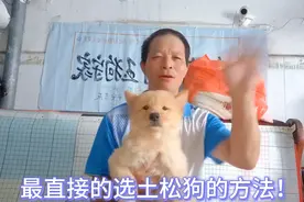 相狗师告诉你选纯正土松狗最直接的方法！