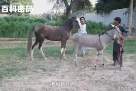 牛和马可以杂交繁殖吗？答案已经存在