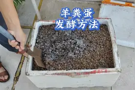 发酵羊粪蛋颗粒不散开，是方法不对，分享粪肥4步发酵法