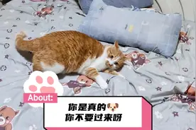 神经猫的日常表情包 帕克:你是真的🐶