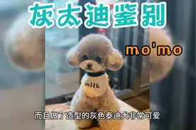 灰太迪小时侯如何鉴别，选只好的灰太迪幼犬，长大后非常漂亮视频封面