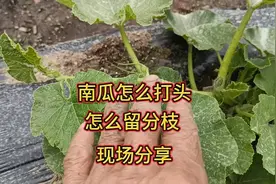 南瓜要不要打头？怎么打分叉？不要乱打，现场分享