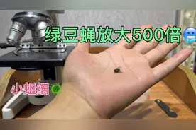 绿豆蝇显微镜放大看看小蛆！