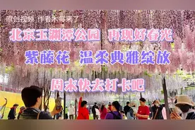北京玉渊潭公园再现好春光，紫藤花最美的绽放，周末快去打个卡吧视频封面