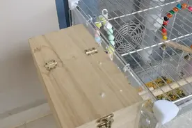 虎皮鹦鹉垫窝用什么材料比较好？