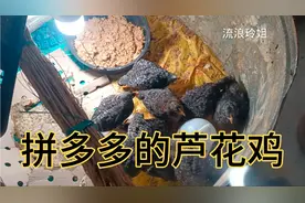 花66块在拼多多上买的芦花鸡，九母一公，半斤重，大家看看值得吗视频封面