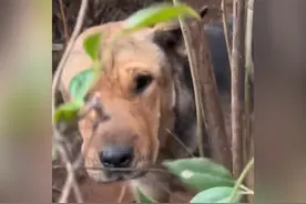 网友狗狗走丢了3天，一直没回家，还好主人没放弃它，上山找到了视频封面