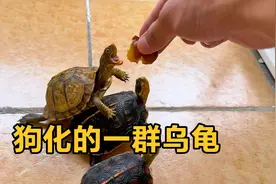 谁还没有一只会狗化的乌龟！散养在阳台互动性拉满，吃西梅好治愈视频封面