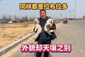 同样都是拉布拉多，外貌却天壤之别，每一款都有它的独特之处