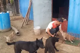 2024年养殖户难啦，小狗100没人要，大狗13一斤难搞哦。视频封面