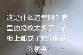 一大早的家里蚂蚁搬家，预兆是好兆头吗？