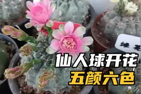 给大家拍一拍我的绯花玉仙人球，五彩斑斓五颜六色！视频封面