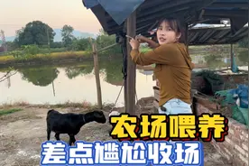 南方人与北方人放羊有什么区别？羊妈妈不听话，差点尴尬收场～