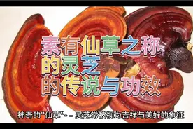 素有仙草之称的灵芝 的传说与功效视频封面