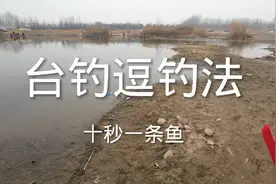 台钓如何十秒逗一条鱼上岸？基本操作简单易学。传统钓都看哭了！