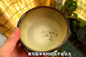 刚出生的孔雀鱼宝宝，这样饲养，小鱼才能长的快