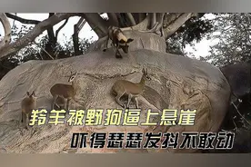 3只羚羊被野狗逼上悬崖峭壁，吓得瑟瑟发抖，最终能否逃过一劫视频封面