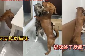 全网最爱打架的狗和猫咪！狗子天天欺负猫咪！猫咪终于发飙了！视频封面