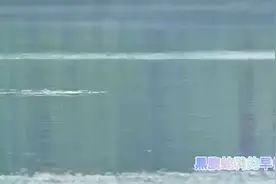 中国唯一的一只黑腹蛇鹈在云南瑞丽