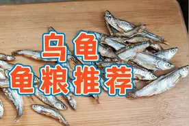 乌龟喂什么食物？龟粮推荐，自己就能养，省钱又好用乌龟食物介绍