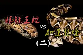 眼镜王蛇vs加蓬咝蝰 终极毒液大对决